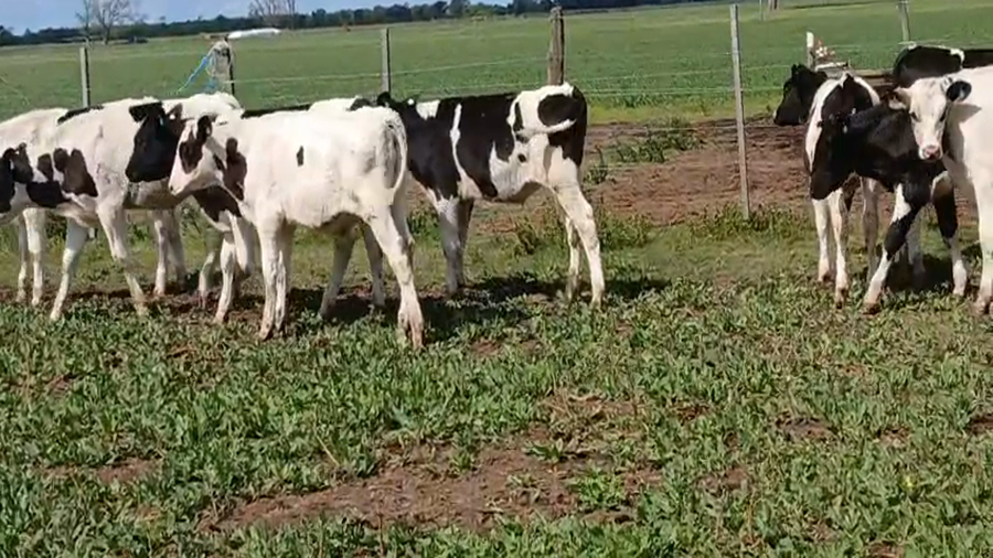 Lote 16 Terneros Holando en Lehmann, Santa Fe