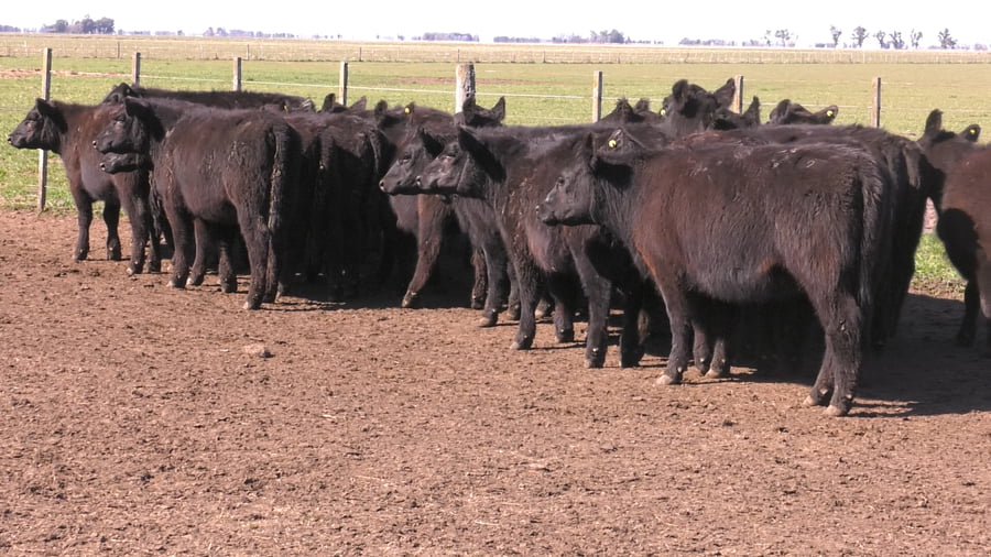 Lote VAQUILLONAS PURAS POR CRUZAS