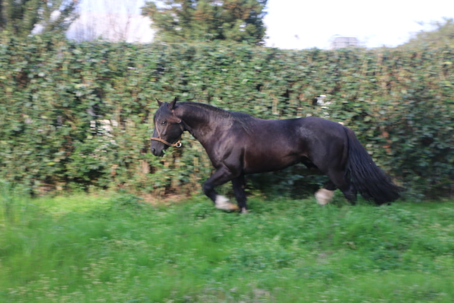 Lote TIZON DEL CONVENTOS