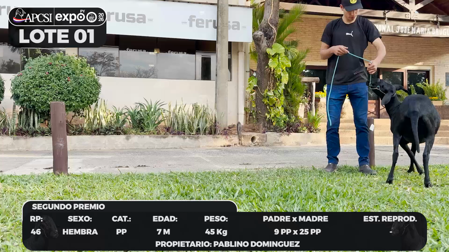 Lote LOTE 1 - BOZAL