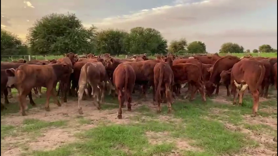 Lote 100 Terneros en Gral. San Martín, Chaco