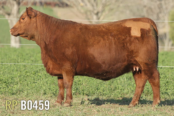 Lote 4 VAQUILLONAS PREÑADAS PURAS DE PEDIGREE