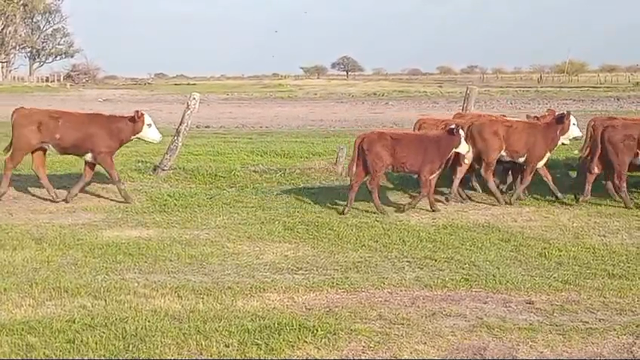 Lote 140 Terneras