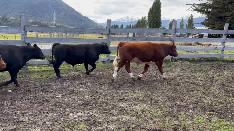 Lote 23 Novillo Engorda en Río Ibáñez, XI Región Aysén