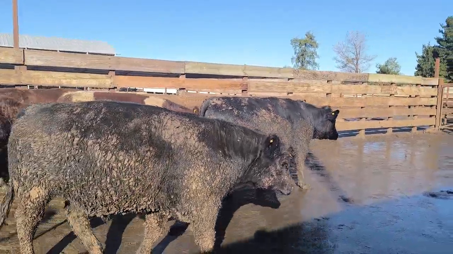 Lote 20 Novillo Gordo en Los Ángeles, VIII Región Biobío