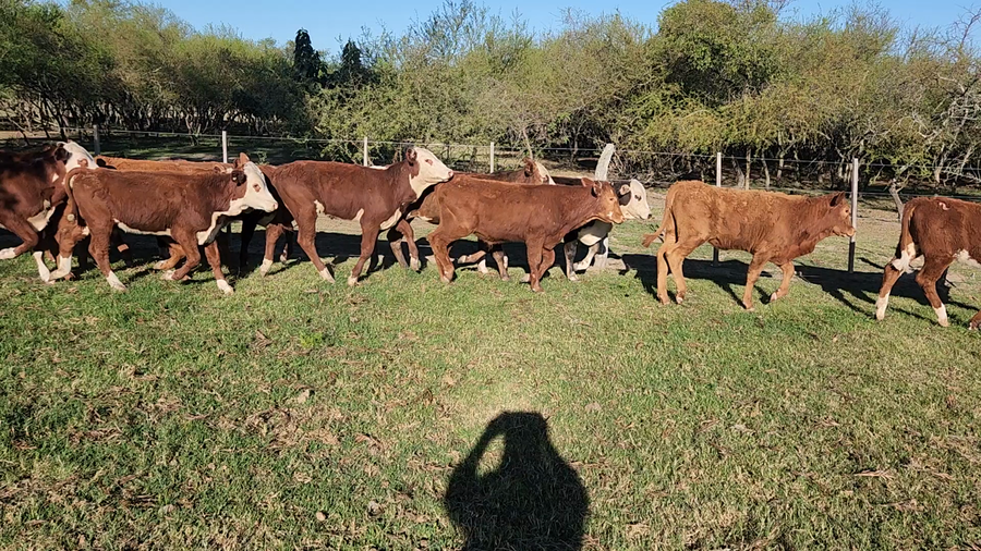Lote 75 Terneros/as en Esquina, Corrientes