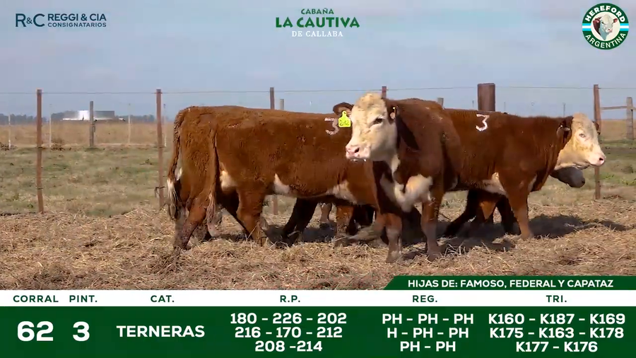 Lote TERNERAS HEREFORD   SEÑAL 25  Cabaña La Cautiva