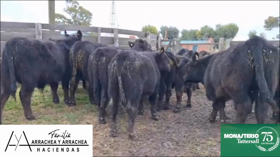 Lote 28 Terneros en Buenos Aires, A. Gonzales Chaves
