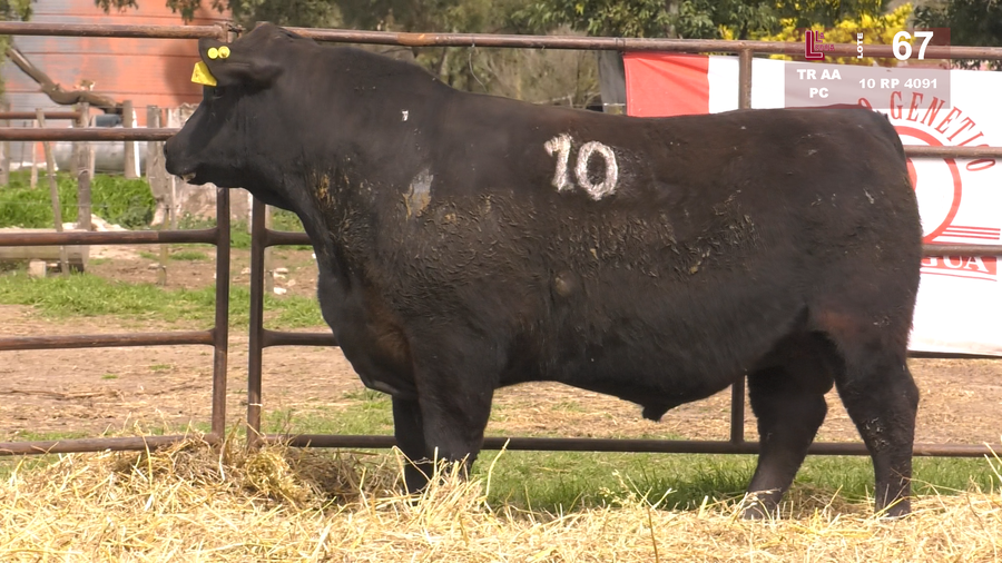 Lote TOROS ANGUS NEGROS  PC