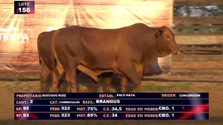 Lote GUSTAVO RUIZ - LOTE 156