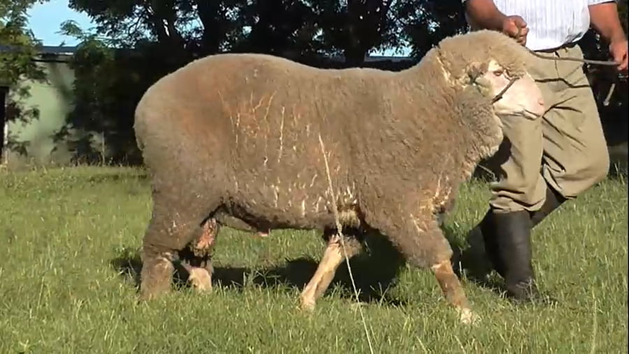 Lote 1 carnero plantelero RP 139 doble tatuaje