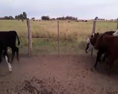 Lote 70 Terneros en Buenos Aires, Mayor Buratovich