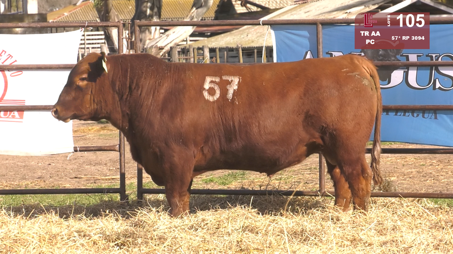 Lote TOROS ANGUS COLORADOS  PC