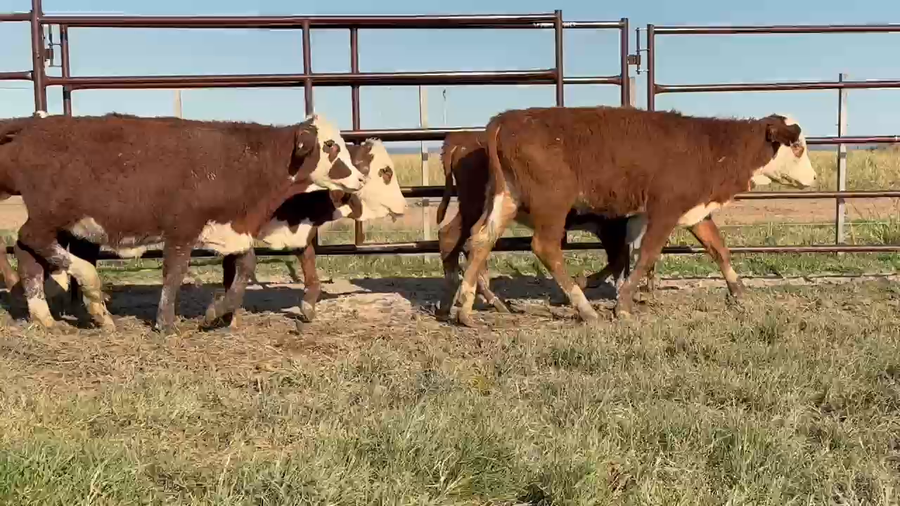 Lote 300 Terneras en Corrientes, Paso de Los Libres