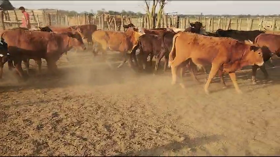 Lote 60 Terneros/as en Quimilí, Santiago del Estero