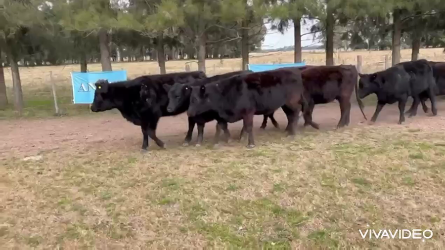 Lote 8 Vaquillonas P/ Servicio