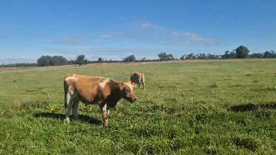 Lote 50 Novillo Engorda en Vilcún, IX Región Araucanía