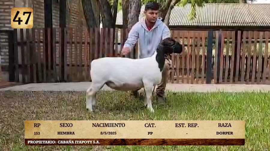 Lote LOTE 47