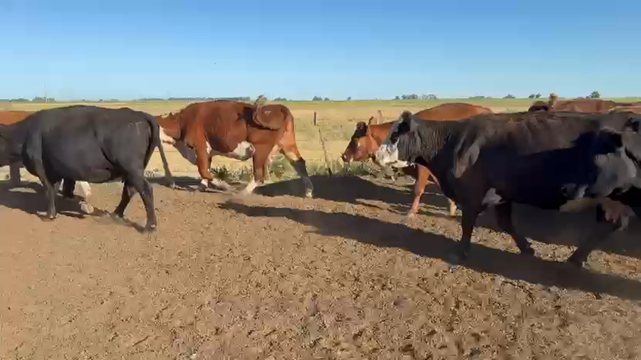 Lote 30 Vacas de invernar