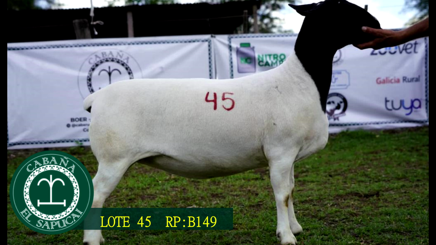 Lote RP B149