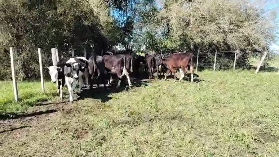 Lote 14 Vaquillonas  a remate en Pantalla Camy, San José