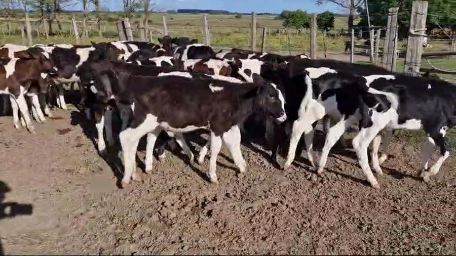 Lote 35 Terneros Holando a remate en Pantalla Camy 60kg -  en Ruta 3 Km 76
