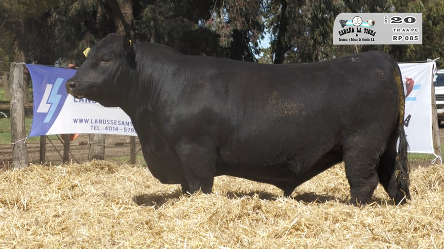 Lote TOROS PUROS CONTROLADOS