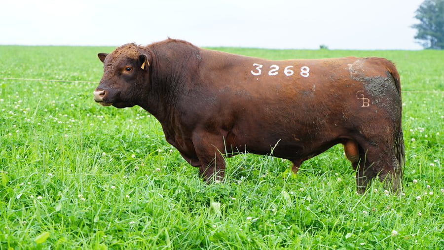 Lote (Vendido)Toros a remate en Ganadera Barracas S.A en Caraguata