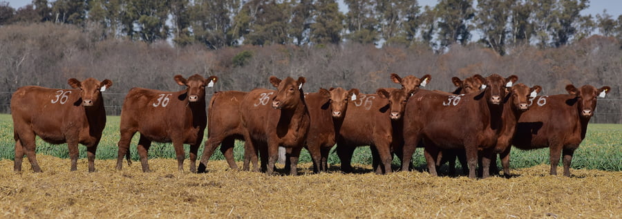 Lote VAQUILLONA ANGUS PC OTOÑO