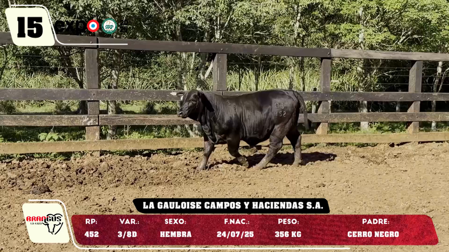 Lote LOTE 15