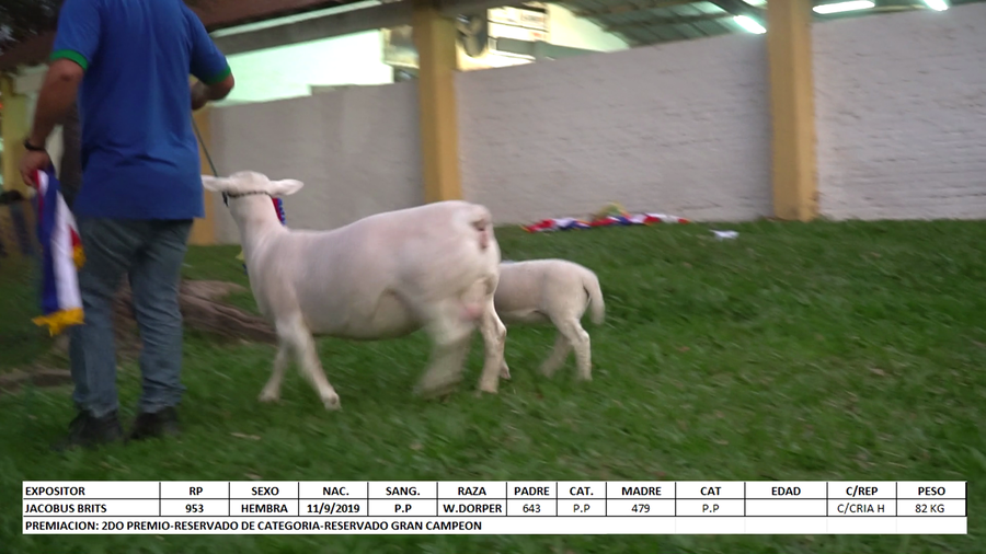 Lote White Dorper Expo Internacional 2022 - Lote 46