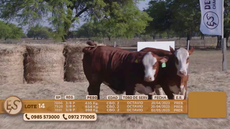 Lote Hembras Preñadas