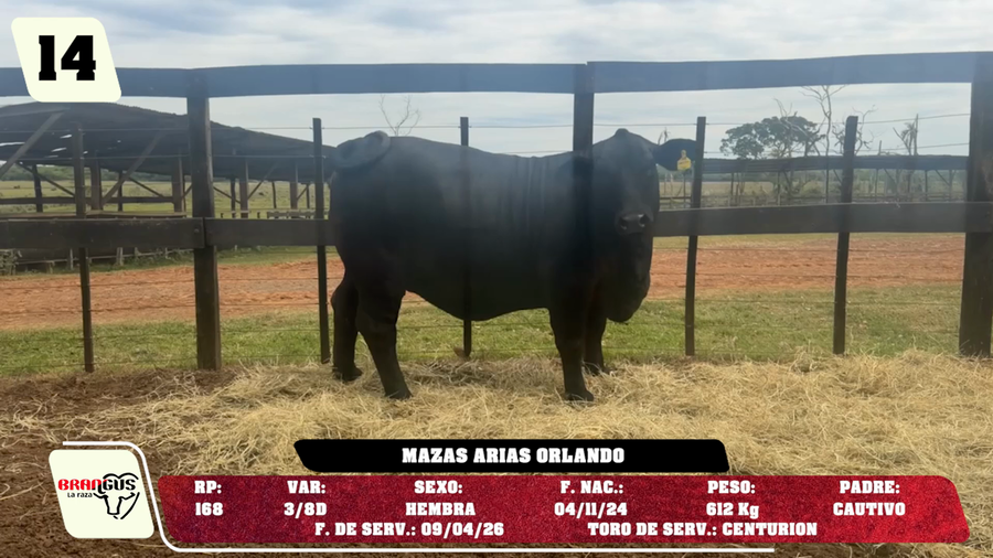 Lote LOTE 14 - DE CAMPO