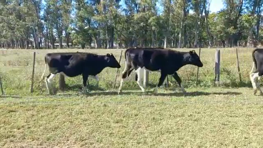 Lote Vaquillonas Para Entorar - Ramon Bereheterbide