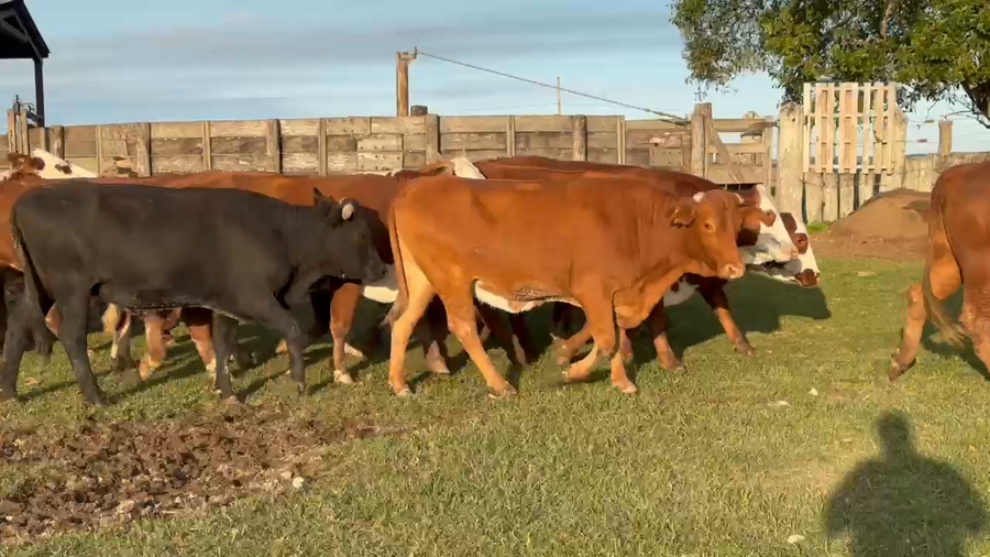 Lote 100 Vacas de invernar en Corrientes, Paso de Los Libres