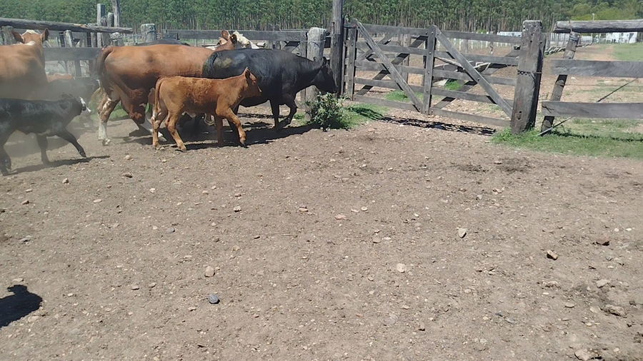 Lote 24 Vacas con Cría