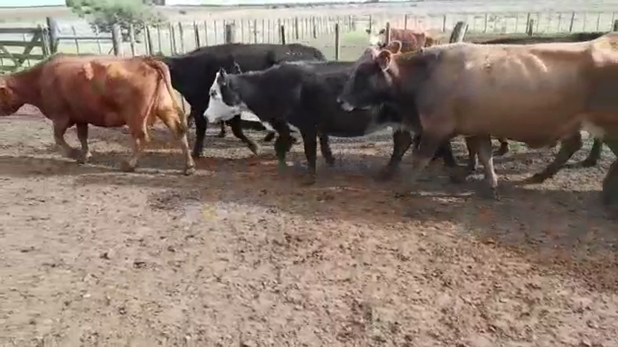 Lote 45 Vacas de invernar en Gualeguaychú, Entre Ríos