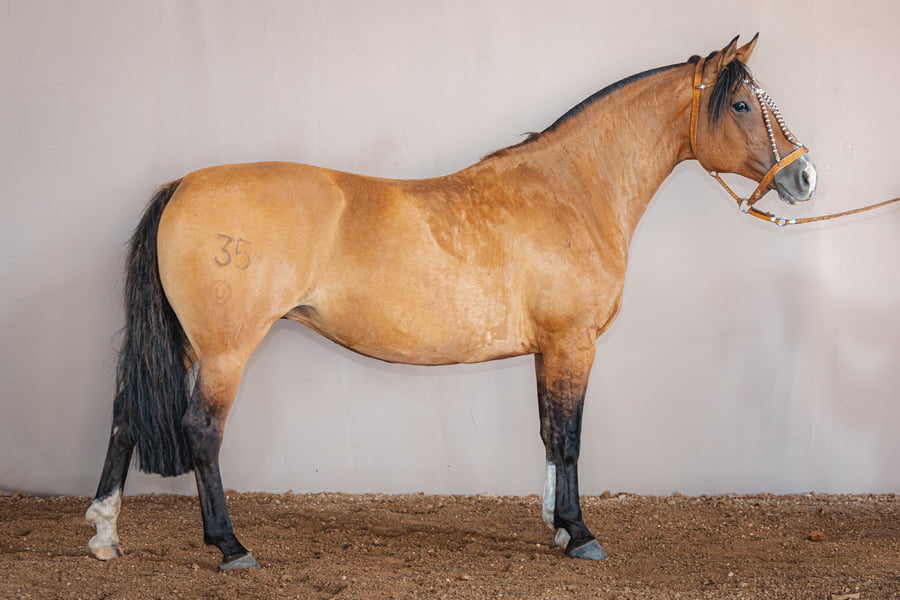 Lote BB Casandra - Cabaña Don Luis