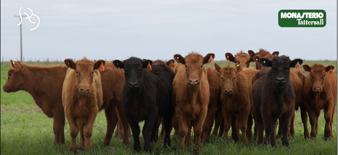 Lote FUTURAS MADRES(CORRAL 25)