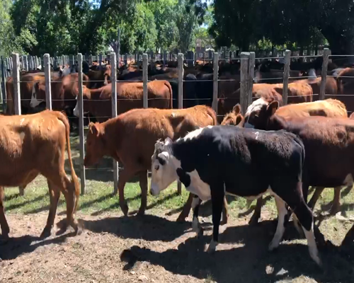 Lote 50 Novillos en Cerro Largo, Cerro Largo