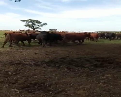 Lote 57 Terneros/as en Pehuajó, Buenos Aires