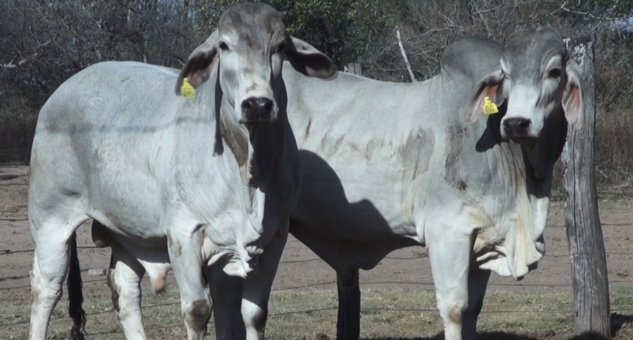 Lote TOROS(CORRAL 36)BRAHMAN "CABAÑA DON TOMAS"