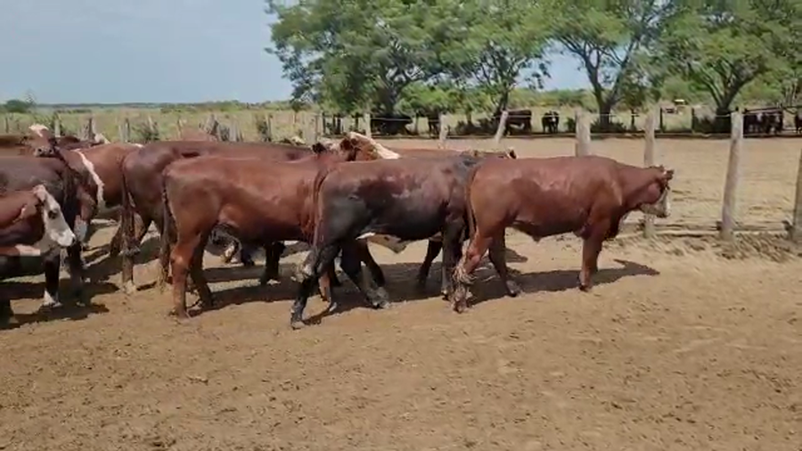 Lote 75 Novillos en Saladas, Corrientes