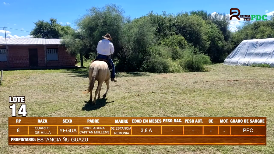 Lote YEGUA CUARTO DE MILLA -  ESTANCIA ÑU GUAZU