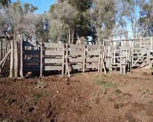 Lote 70 Terneras en Rancul