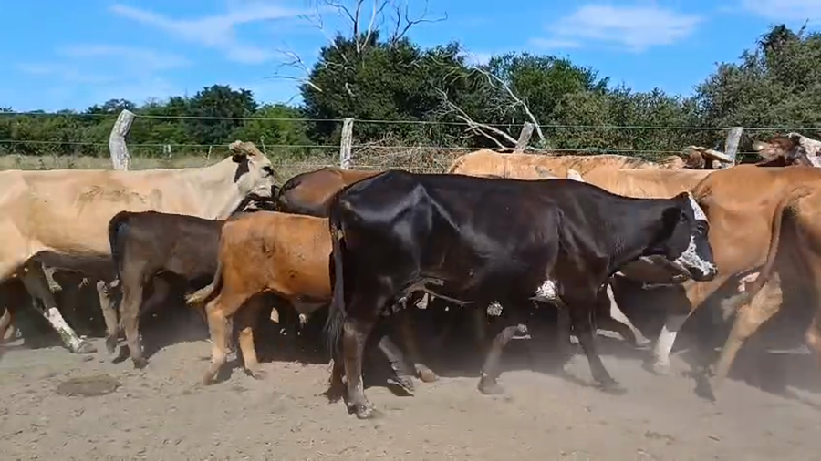 Lote 50 Vacas medio uso C/ cria - Cría