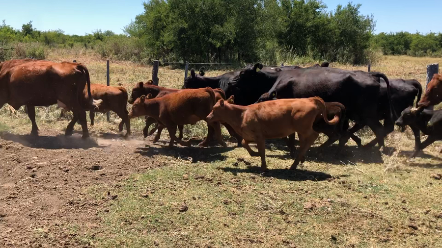 Lote 34 Vacas medio uso C/ cria