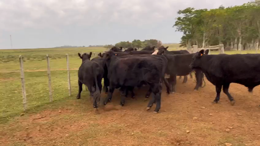 Lote NOVILLOS FORMADOS