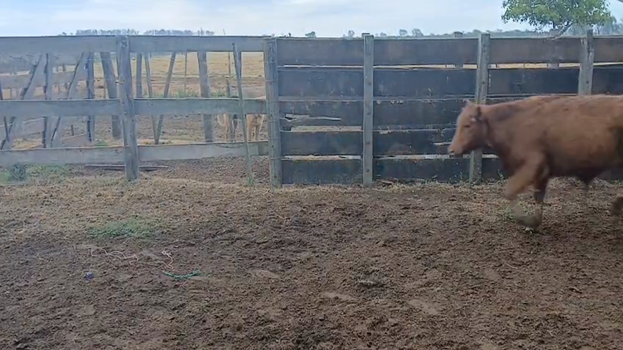 Lote 11 Terneros Angus Negro en Lehmann, Santa Fe
