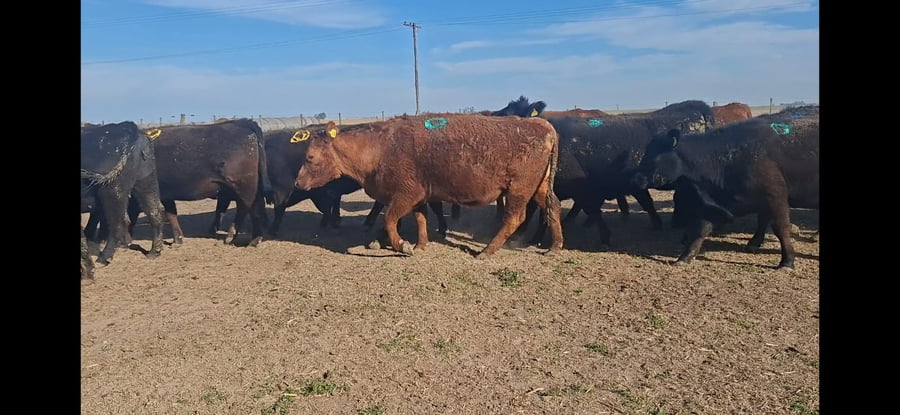 Lote 35 Vientres en Arroyo Algodon, Córdoba